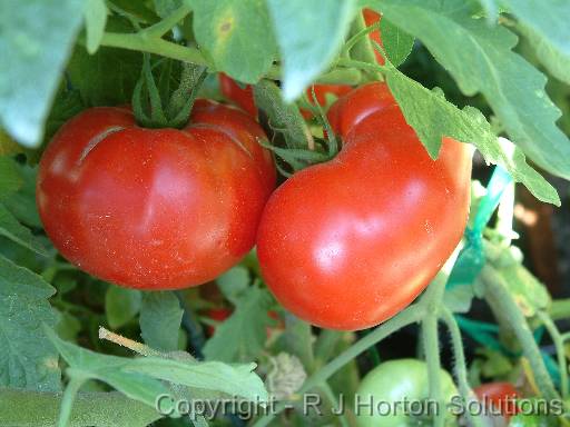 Tomato on bush_2 